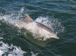 dolphin