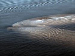 Manatee